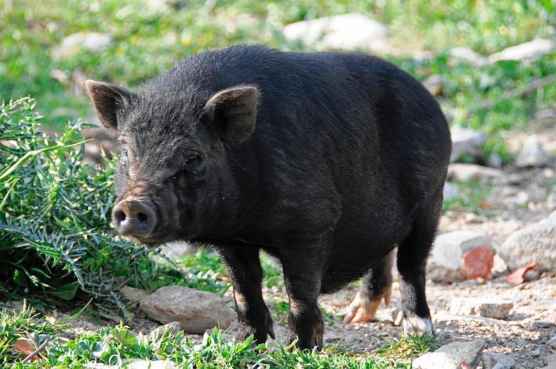 unser Hausschwein kam immer nach dem Frühstück