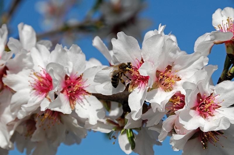 Mandelblüte auf Mallorca