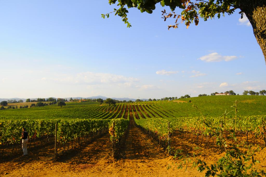 Brunello di Montalcino