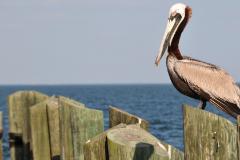 Pelikan denkt nach