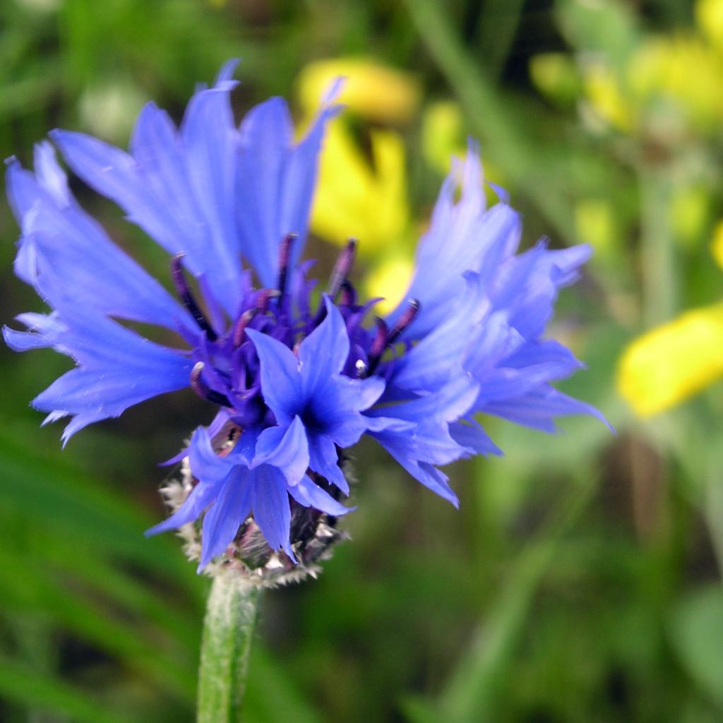 Kornblume natuerlich