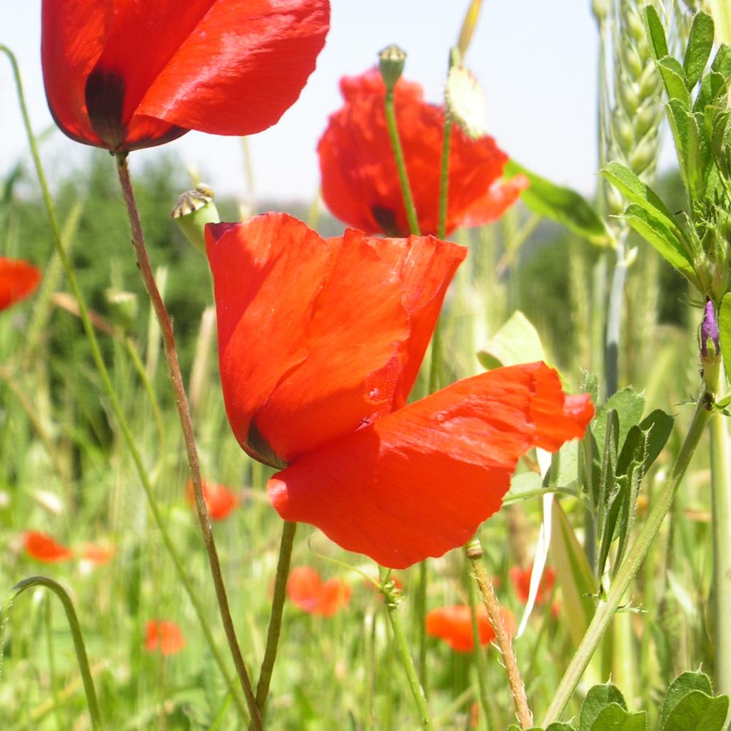 Mohn oben