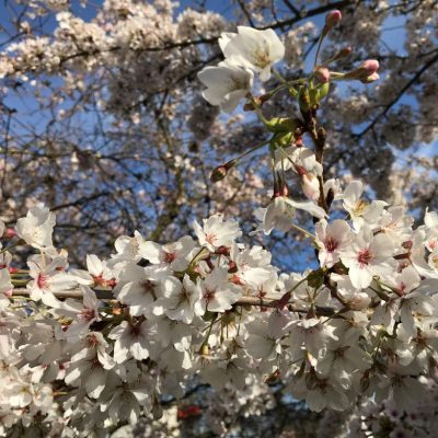 Insekten lieben die frühe Zierkirsche